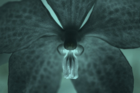 orchid flowerの写真素材
