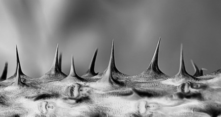 a photo of thorn of euphorbia milii ,close up shotの写真素材