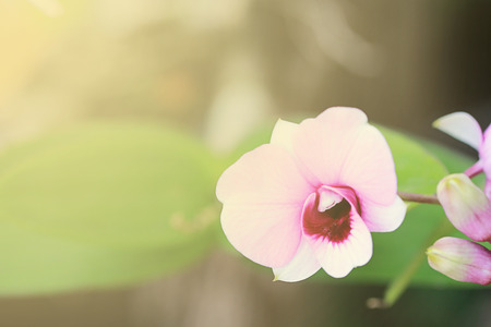 a photo of close up orchid [phalaenopsis] in naturalの写真素材