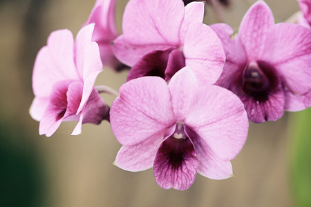 a photo of close up orchid [phalaenopsis] in naturalの写真素材