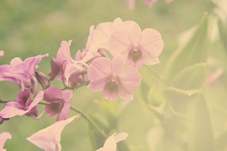 a photo of close up orchid [phalaenopsis] in naturalの写真素材