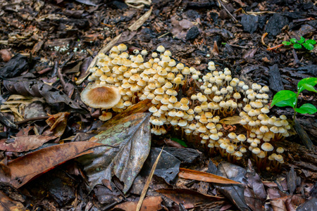mushroom on the groundの写真素材