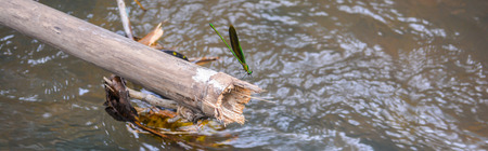 damselfly close upの写真素材