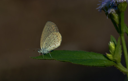 buttterfly close upの写真素材