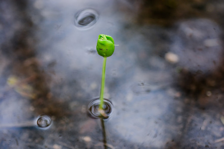 growingの写真素材