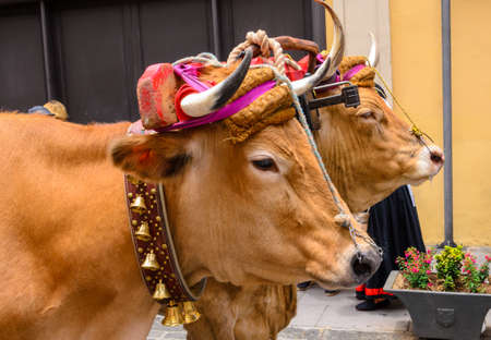 Everywhere in Tenerife these folk festivals are celebrated with music and dance. In the regional costume, with decorated carts pulled by oxen, people parade through the town.の写真素材