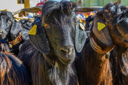 The head of a goat in the middle of a herd of goats.の写真素材
