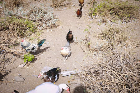 Chickens, roosters, hens, chicks and young live wild and free on a piece of waste land in the city of Los Realejosの写真素材