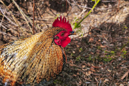 Chickens, roosters, hens, chicks and young live wild and free on a piece of waste land in the city of Los Realejosの写真素材