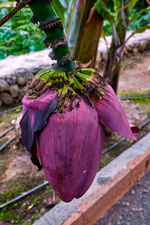 Banana plantation in Tenerife. Banana perennials with green fruits leaves and the flower.の写真素材
