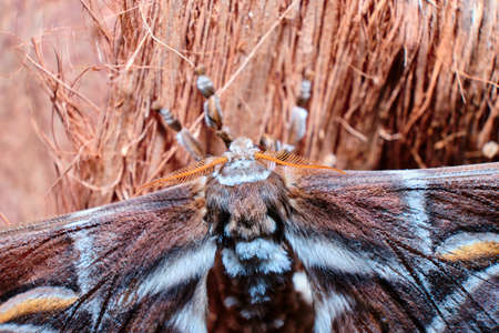 Beautiful butterfly a macro photo in the format 1: 1 - 2: 1 Butterflies on flowers and leaves the proboscis suck nectar the body adhere pollen.の写真素材
