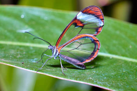 Beautiful butterfly a macro photo in the format 1: 1 - 2: 1 Butterflies on flowers and leaves the proboscis suck nectar the body adhere pollen.の写真素材