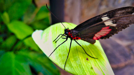 Beautiful butterfly a macro photo in the format 1: 1 - 2: 1 Butterflies on flowers and leaves the proboscis suck nectar the body adhere pollen.の写真素材