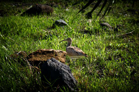 This curlew, Numenius arquata, in the Barranco San Felipe in Puerto de la Cruz.の写真素材