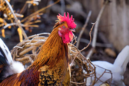 Chickens, roosters, hens, chicks and young live wild and free on a piece of waste land in the city.の写真素材