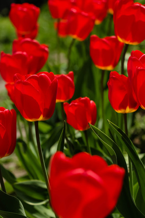 tulipsの写真素材