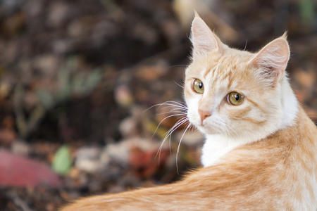 Closeup ginger cat turned around and looking to the camera.の写真素材