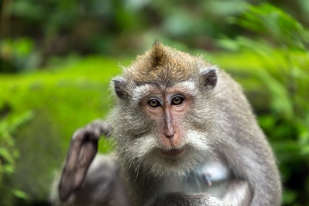 Portrait of a monkey sitting on the dirt in a forest.