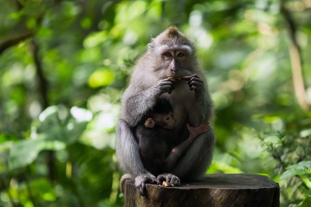Monkey mother with a baby sitting on the branches of a tree.