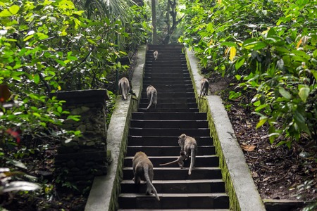 Monkeys walking up the stone stairs in the forest.