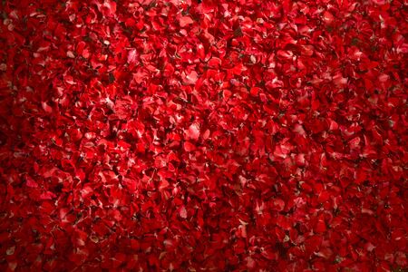 red color leafs of flowers in the bathの写真素材