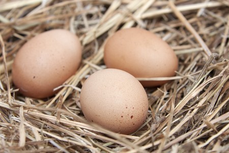 three eggs laid by a hen in a nestの写真素材