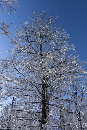 Tree under the snow on blue sky backgroundの写真素材