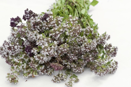 bunch of fresh oregano in bloomの写真素材