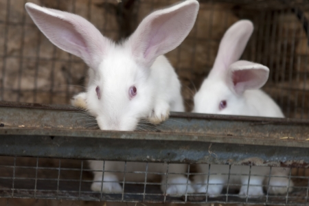 white rabbit farm eating in the mangerの写真素材