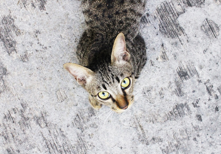 Cat looking at youの写真素材