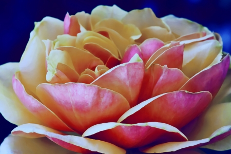 A Beautiful Pink and Yellow Rose in Full Bloomの写真素材