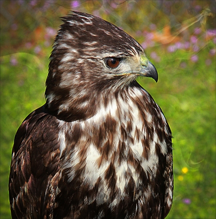 Hawk - Bird of Preyの写真素材
