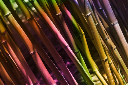 Colorful Bamboo Reeds - Background Imageの写真素材