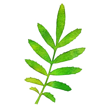 Autumn watercolor rowan leaf, isolated vector illustrationのイラスト素材