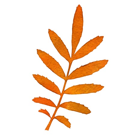 Autumn watercolor rowan leaf, isolated vector illustrationのイラスト素材