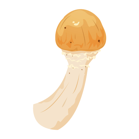 Armillaria edible mushroom, vector illustrationのイラスト素材