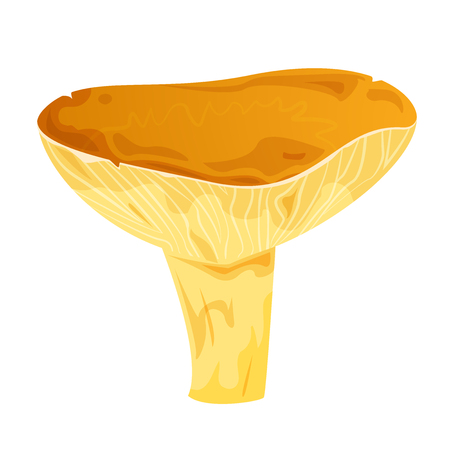 Lactarius edible mushroom, vector illustrationのイラスト素材