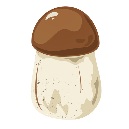 Tricholoma edible mushroom, vector illustrationの写真素材