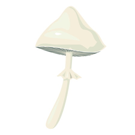 Amanita phalloides mushroom, vector illustrationの写真素材