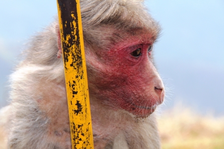 Monkeyの写真素材