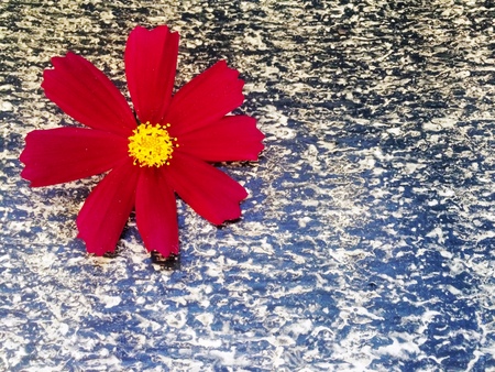 red flower on a background of ruberoidの写真素材