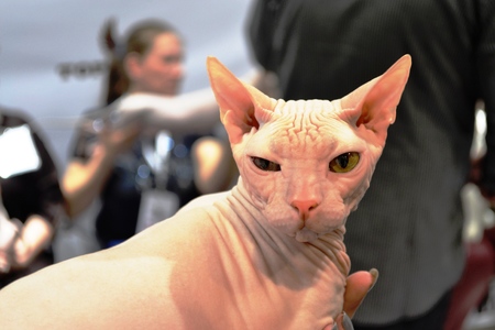 Sphynx cat suspiciously looking at the cameraの写真素材