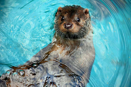Common river otter swims in a pool of turquoise waterの写真素材
