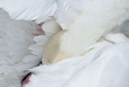 Whooper white swan hid its orange beak in its wingsの写真素材