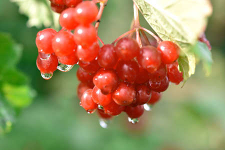 red viburnum berries on a green blurred background with water droplets from the rain Septemberの写真素材