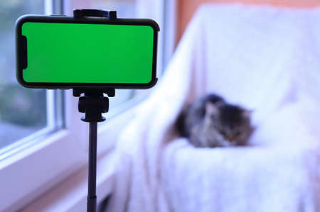 green screen of an phone on a tripod in front of a sleeping cat on a blurred backgroundの写真素材