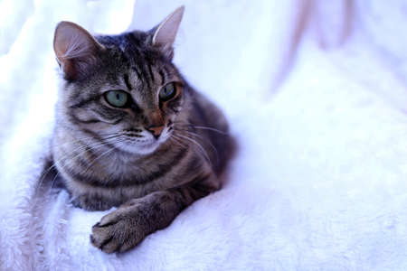 Kurilian Bobtail tabby cat lies on a light blanket and looks at the camera