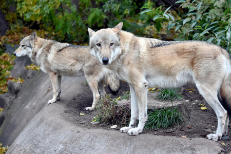 two gray wolves in the Moscow zoo in an open enclosure