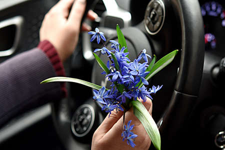 girls hands on the steering wheel of a car. snowdrops in one hand. Spring. driving in the spring.