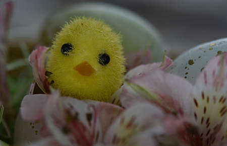 easter background yellow chicken in the petals of delicate flowers of pink color in the egg shell on a canvas background. Easter card. copy space. minimalismの写真素材